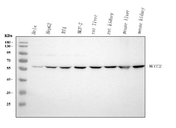 MCCC2 Rabbit Polyclonal Antibody