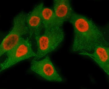 MATR3 Antibody