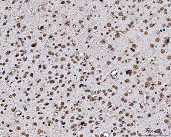 MATR3 Antibody