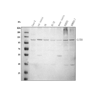 L1TD1 Antibody