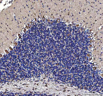 MTCL1 Antibody