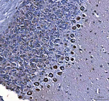 MTCL1 Antibody