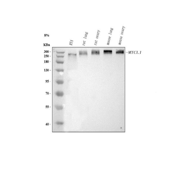 MTCL1 Antibody