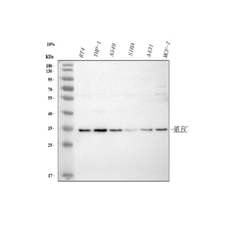 Malectin/MLEC Antibody