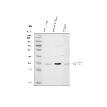 Malectin/MLEC Antibody