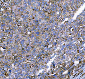 Malectin/MLEC Antibody