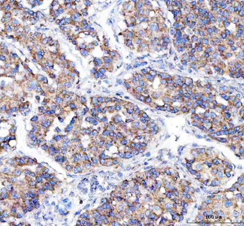 Malectin/MLEC Antibody