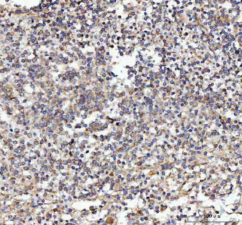 Malectin/MLEC Antibody