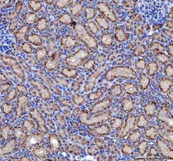 Malectin/MLEC Antibody