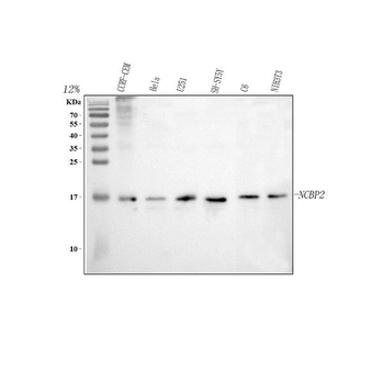 CBP20/NCBP2 Antibody