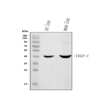Vegfc Rabbit Polyclonal Antibody