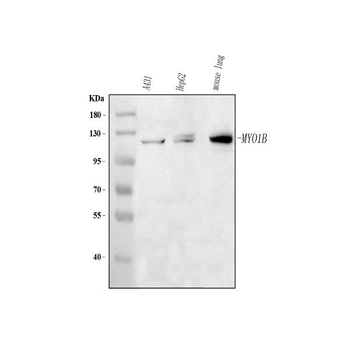 MYO1B Rabbit Polyclonal Antibody
