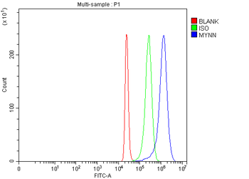 MYNN Rabbit Polyclonal Antibody