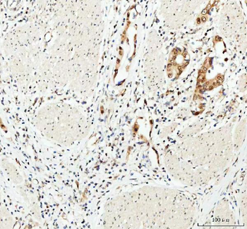 MYNN Rabbit Polyclonal Antibody