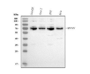 MYNN Rabbit Polyclonal Antibody