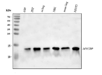 MYCBP Rabbit Polyclonal Antibody