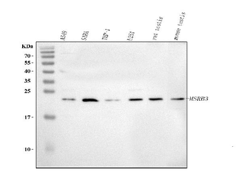 MSRB3 Rabbit Polyclonal Antibody