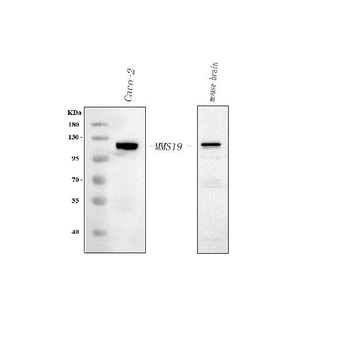 MMS19 Rabbit Polyclonal Antibody