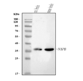 NAPB Rabbit Polyclonal Antibody