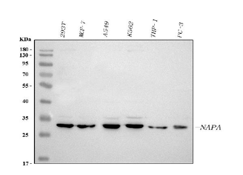 Alpha SNAP/NAPA Rabbit Polyclonal Antibody