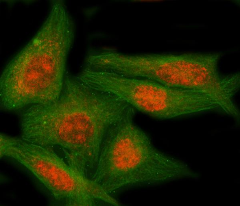 NAP1L5 Rabbit Polyclonal Antibody