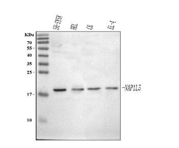 NAP1L5 Rabbit Polyclonal Antibody