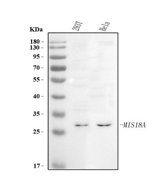 C21orf45/MIS18A Antibody