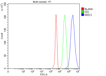 MIS12 Rabbit Polyclonal Antibody