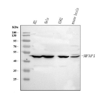 MFAP1 Rabbit Polyclonal Antibody