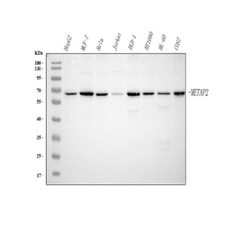 METAP2 Rabbit Polyclonal Antibody