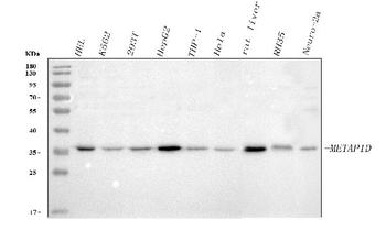 METAP1D Rabbit Polyclonal Antibody