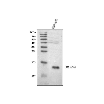 Melan-A/MLANA Rabbit Polyclonal Antibody