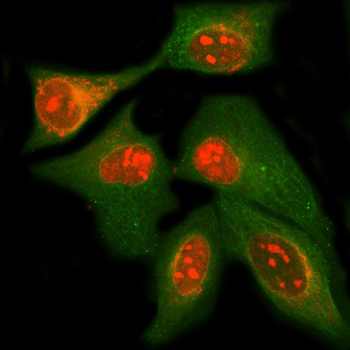MPHOSPH10 Antibody