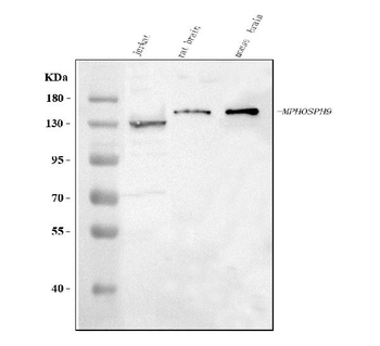 MPHOSPH9 Antibody