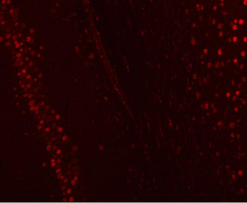 NUCKS1 Antibody