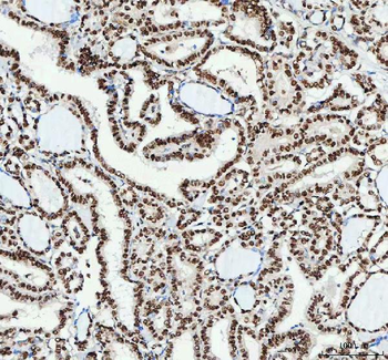 NUCKS1 Antibody