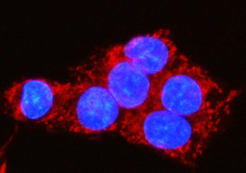 MOCS1 Antibody