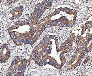 MOCS1 Antibody