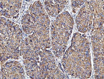 MOCS1 Antibody