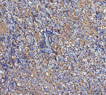 MOCS1 Antibody