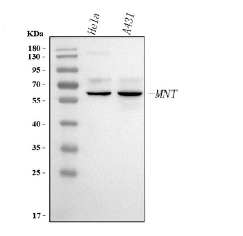 MNT Rabbit Polyclonal Antibody