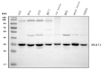 MNAT1 Rabbit Polyclonal Antibody