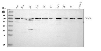 NUDCD1 Rabbit Polyclonal Antibody