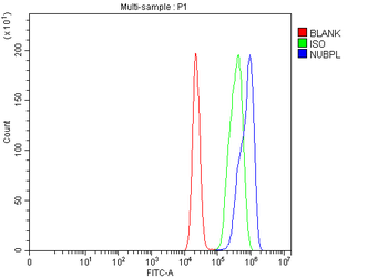 NUBPL Rabbit Polyclonal Antibody