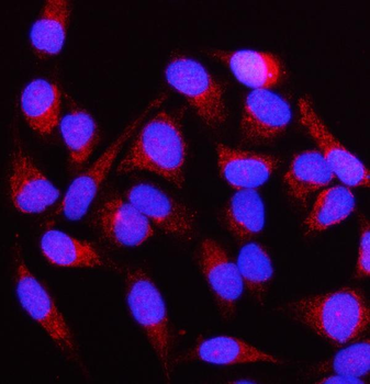 NUBPL Rabbit Polyclonal Antibody