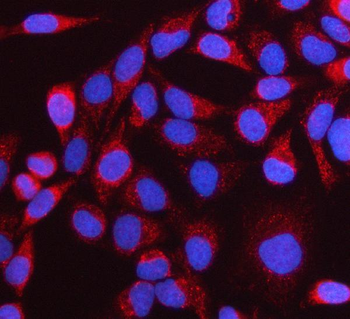 NTN3 Rabbit Polyclonal Antibody