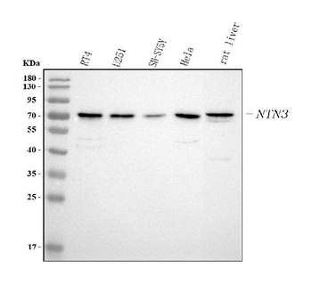 NTN3 Rabbit Polyclonal Antibody
