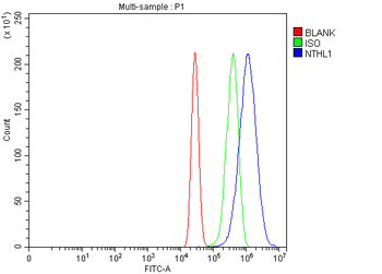 NTHL1 Rabbit Polyclonal Antibody