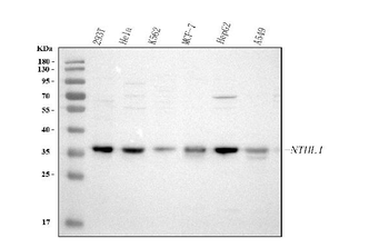NTHL1 Rabbit Polyclonal Antibody