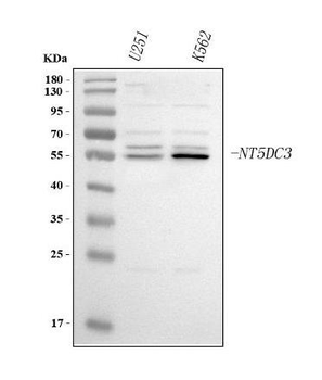 NT5DC3 Antibody